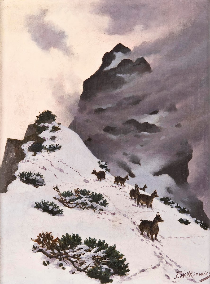 Chamois in the mountains between 1890 and 1900