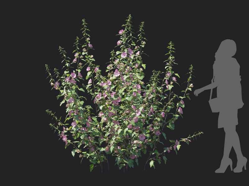 Maxtree - Plant Models Vol.129