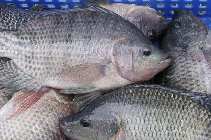 Cá rô phi tăng trưởng 'thần tốc' khi kim ngạch liên tục lập đỉnh - Báo Tri thức &amp; Cuộc sống