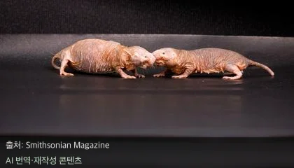 벌거숭이코끼리쥐 - 벌거숭이코끼리쥐 여왕의 비밀스러운 향기