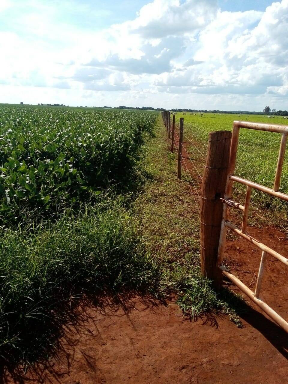 Fazenda em Arantina-GO 3