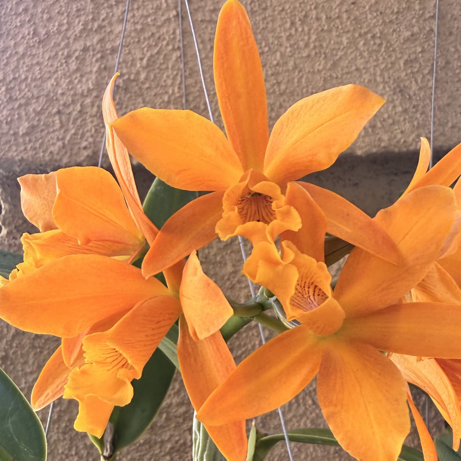 Lc. Trick or Treat 'Orange Magic' AM/AOS