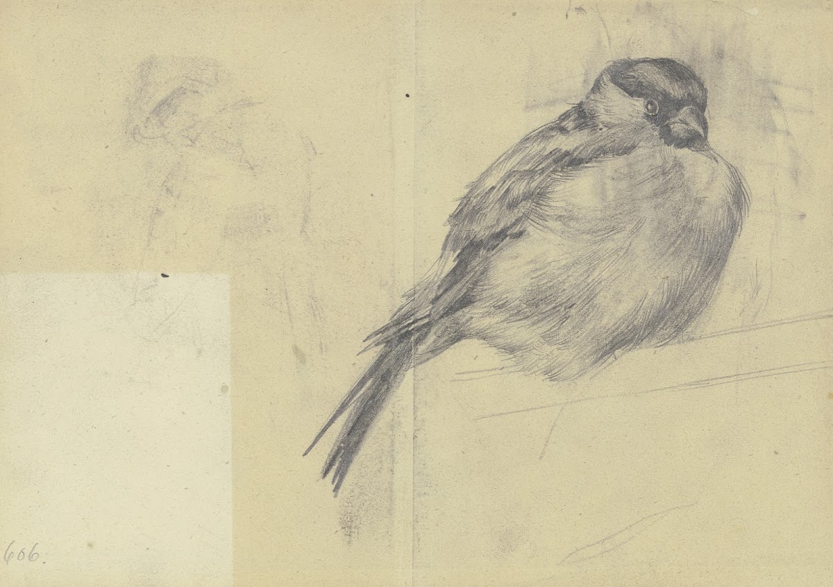 Singing bird