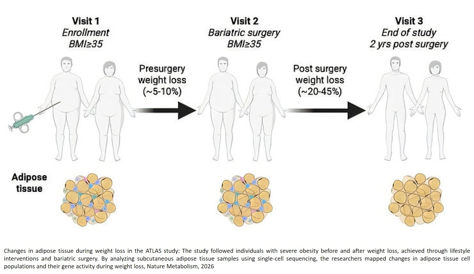 How weight loss benefits the health of your fat tissue