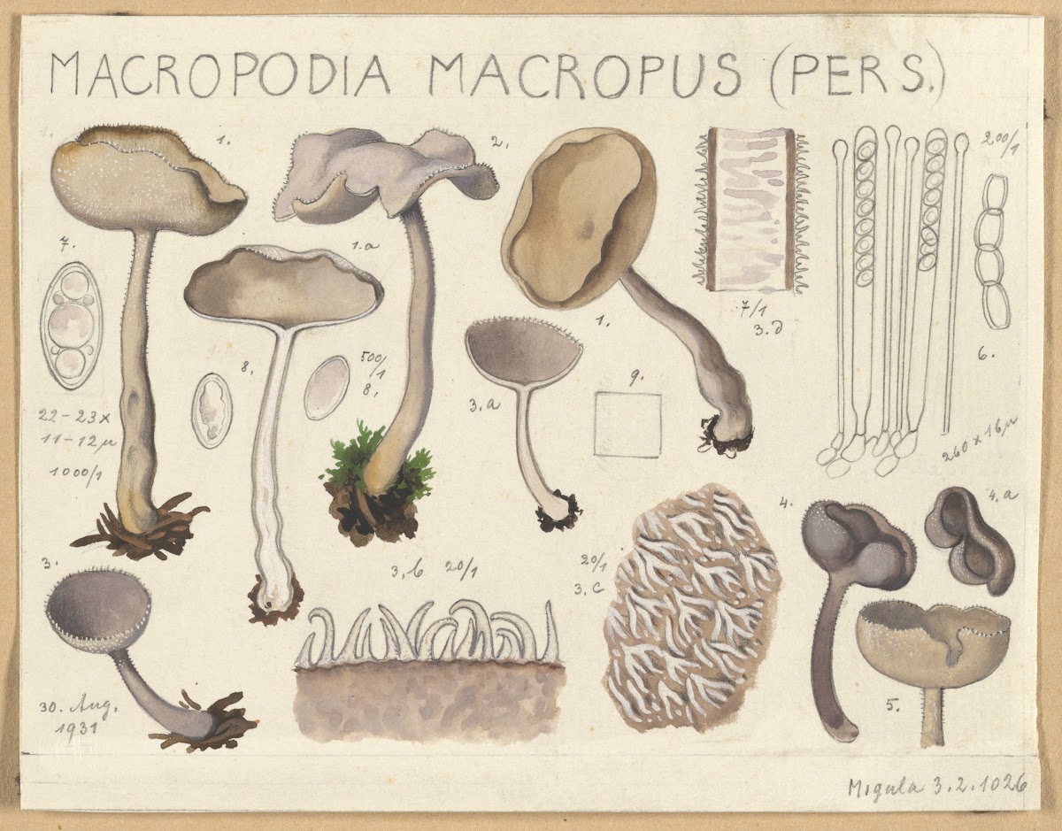 Macropodia macropus 1915 1945