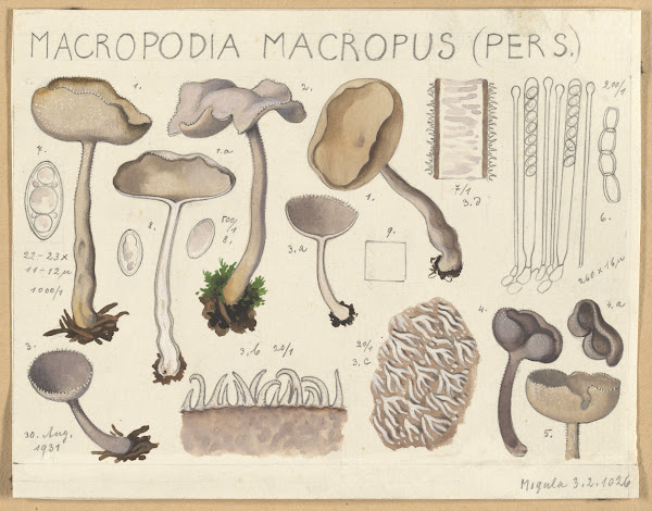 Macropodia macropus 1915 1945