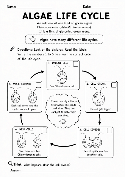 Algae Life Cycle Worksheet