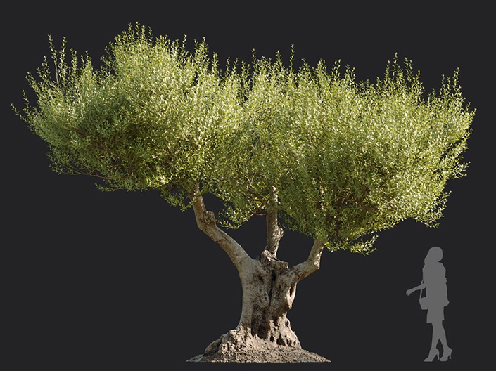 Maxtree - Plant Models Vol.113