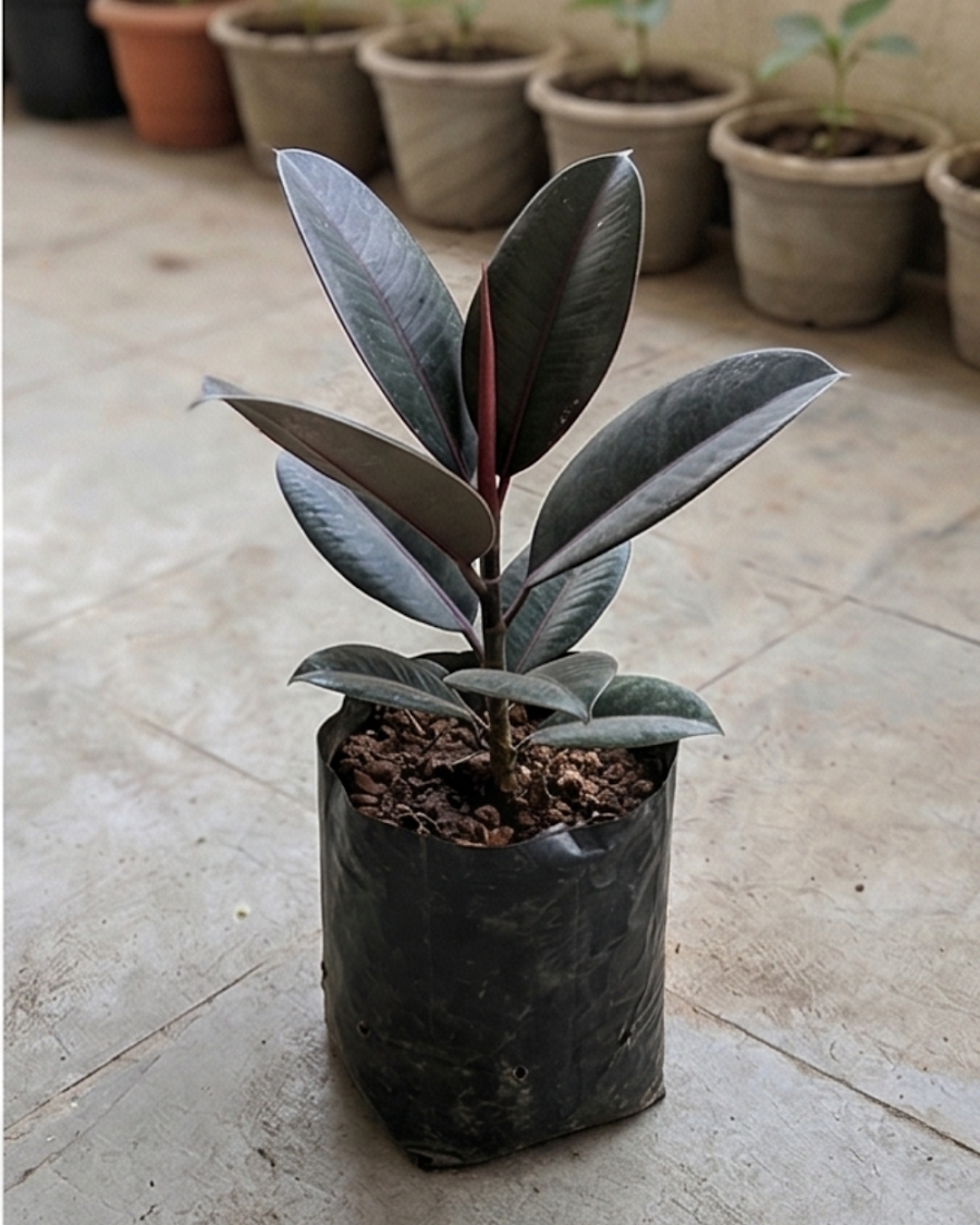 Black Rubber Plant — view 2