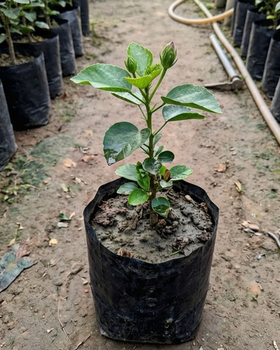 Hibiscus Asia Purple Temptation — view 2