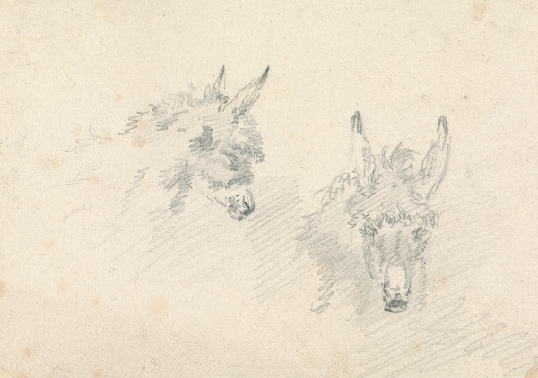 Two Heads of Donkeys