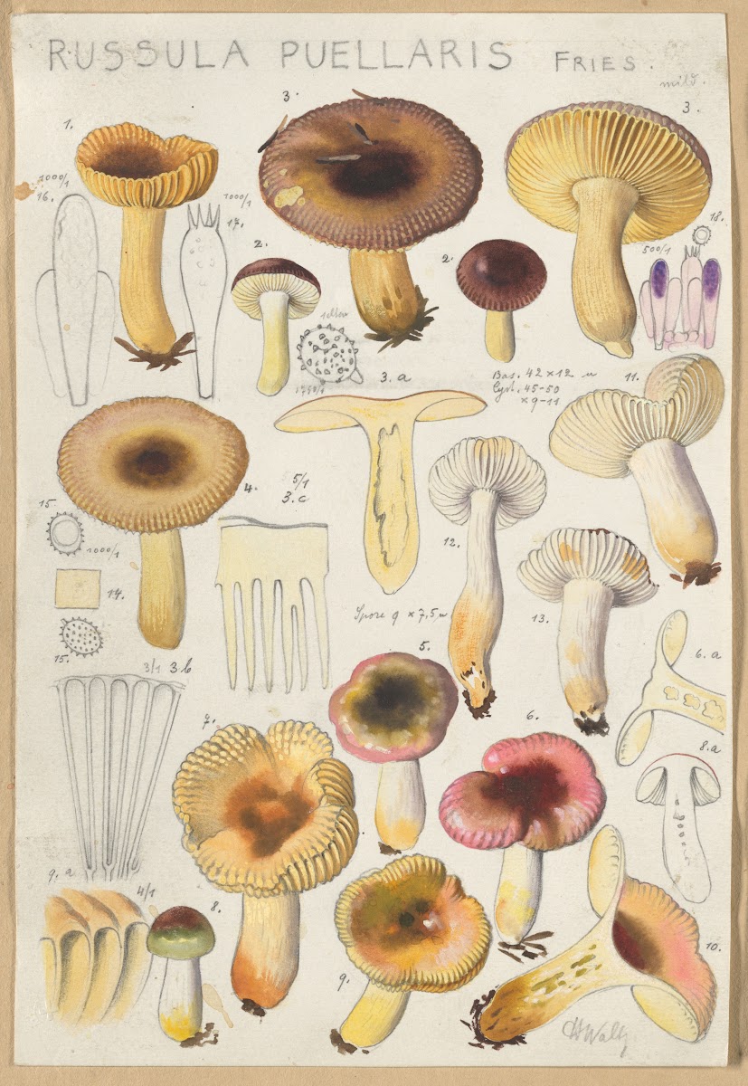 Russula Puellaries 1915 1945