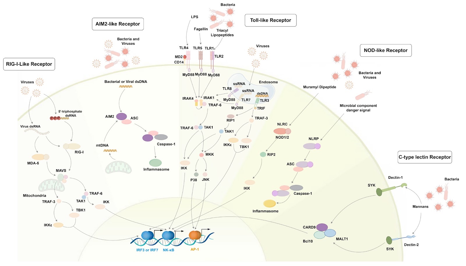 T cell-intrinsic PRR signaling in immunity and pathology
