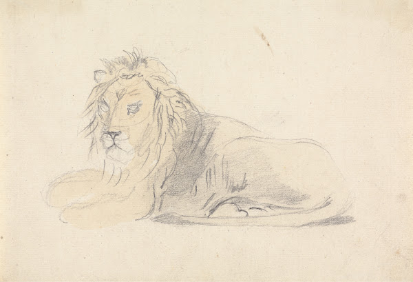 Study of a Lion