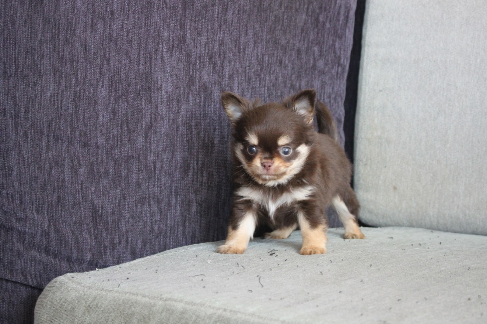 12/23出生 高端優質迷你長毛吉娃娃巧克力奶油四目弟弟