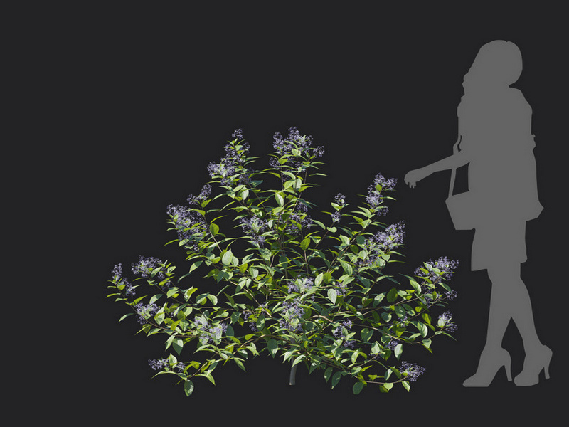 Maxtree - Plant Models Vol.129