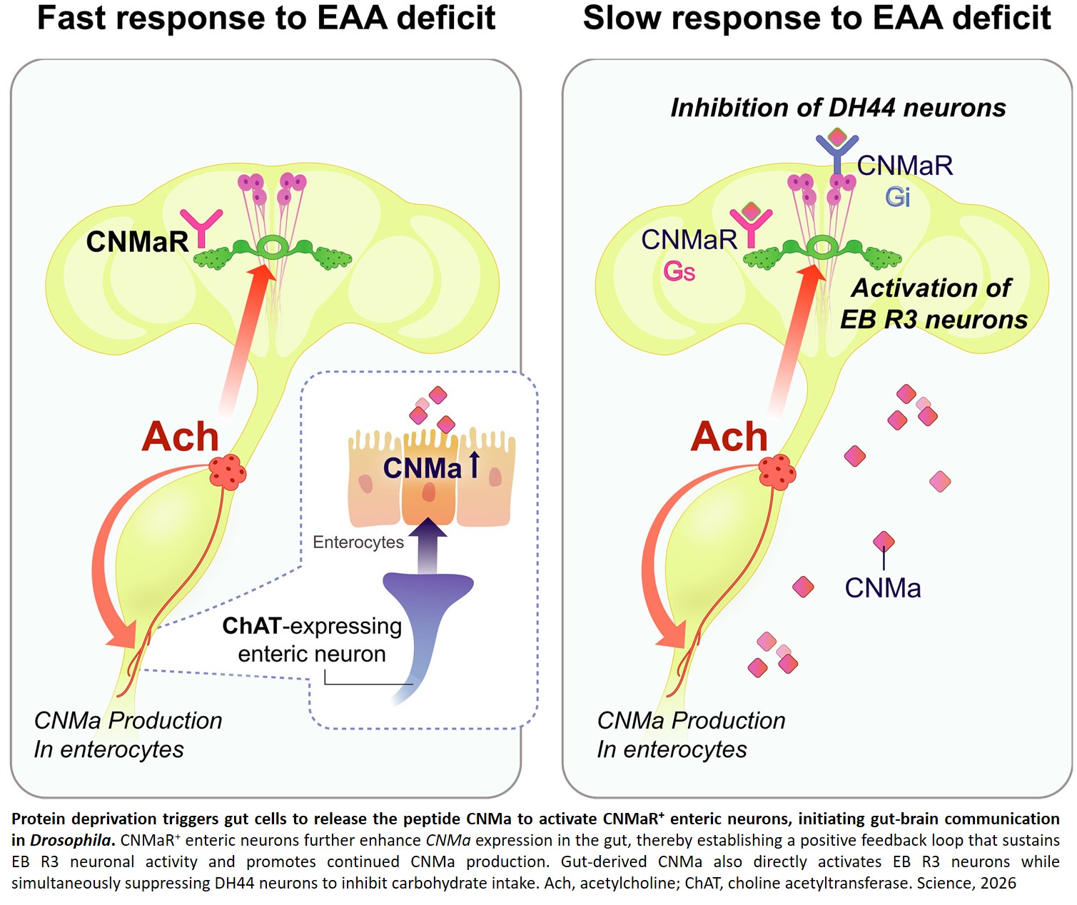 How gut rewires the brain to crave for essential nutrients