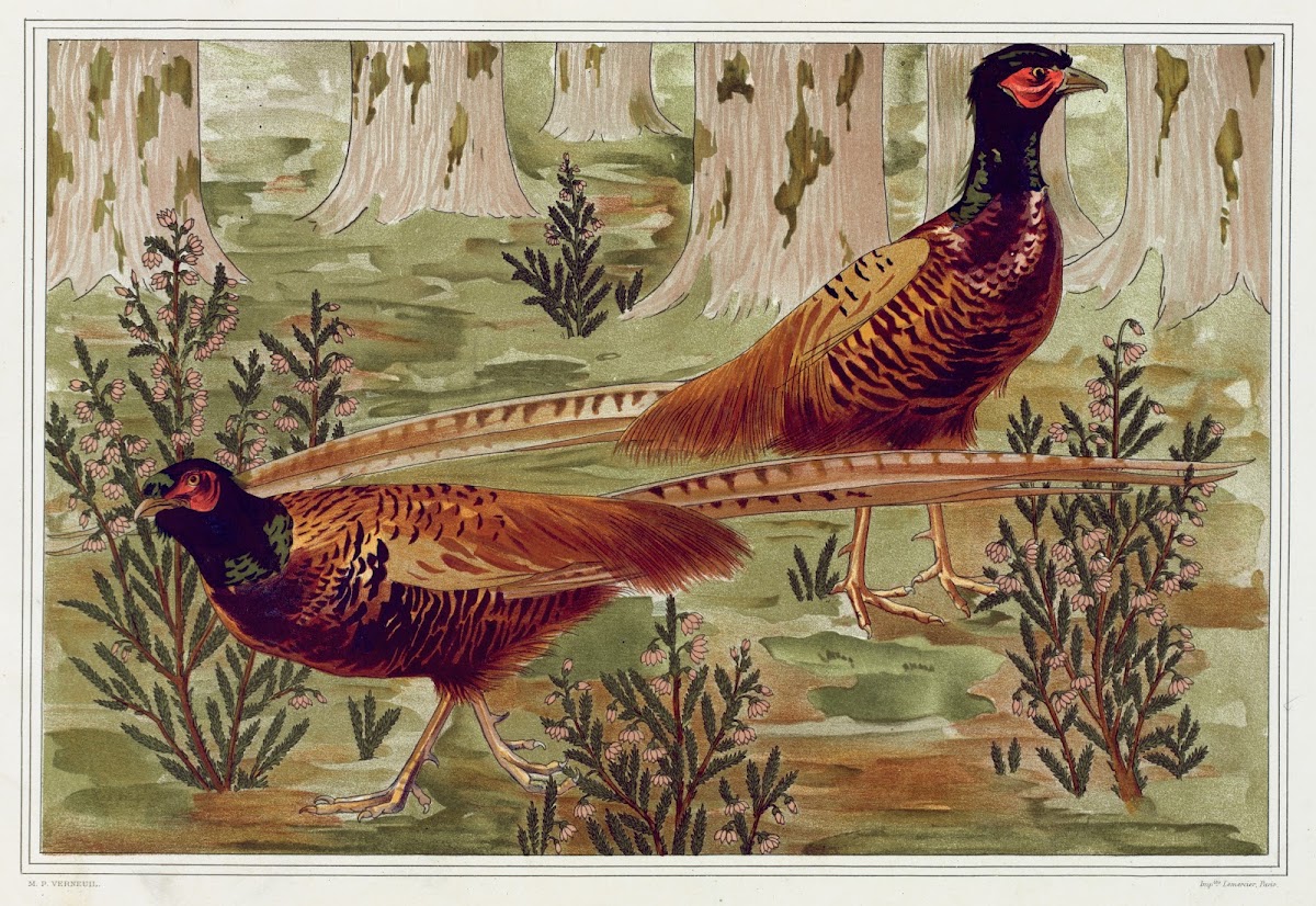 Faisans ordinaires 1897