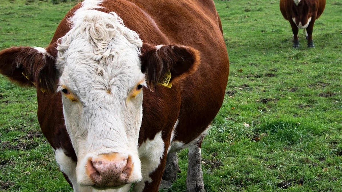 AI 편향 발생 원인과 구조적 문제 분석