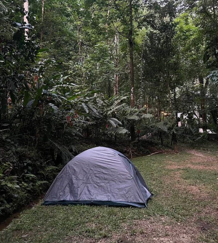 Cultivos de cardamomo en Finca Sacmoc