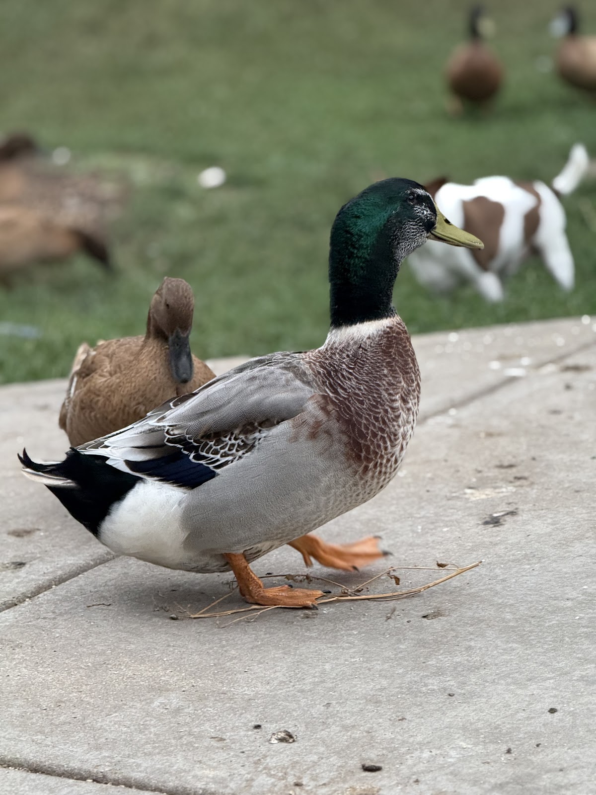 Silver Appleyard Duckling