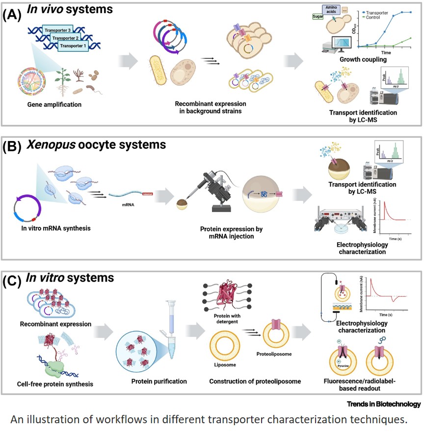 Small molecule transporter engineering and characterization