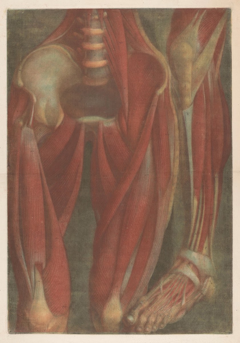 Anatomical muscle models of the pelvis and a leg 1745   1746