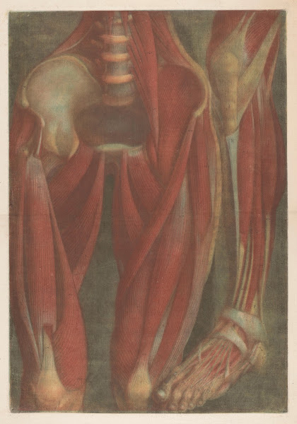 Anatomical muscle models of the pelvis and a leg 1745   1746