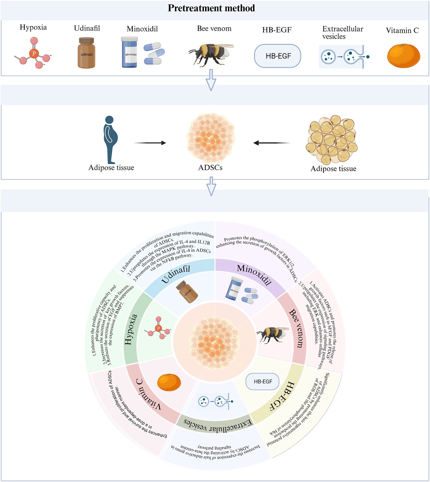 Mechanisms and clinical progress of adipose-derived stem cells and their derivatives in the treatment of hair loss