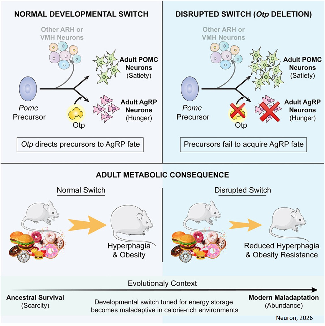 Developmental reprogramming in melanocortin neurons modulates diet-induced obesity in mice