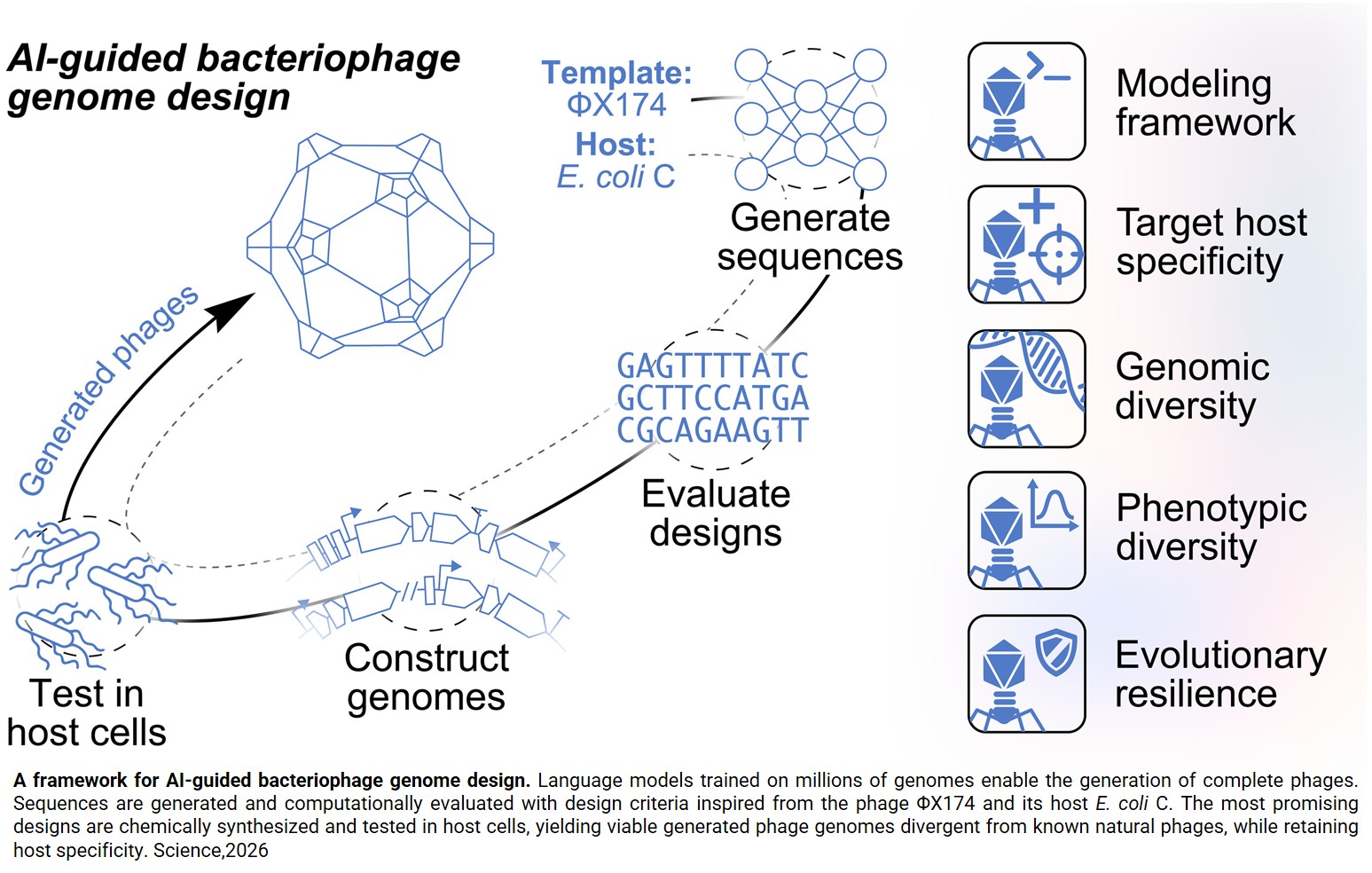 AI designs functional bacteriophages from scratch