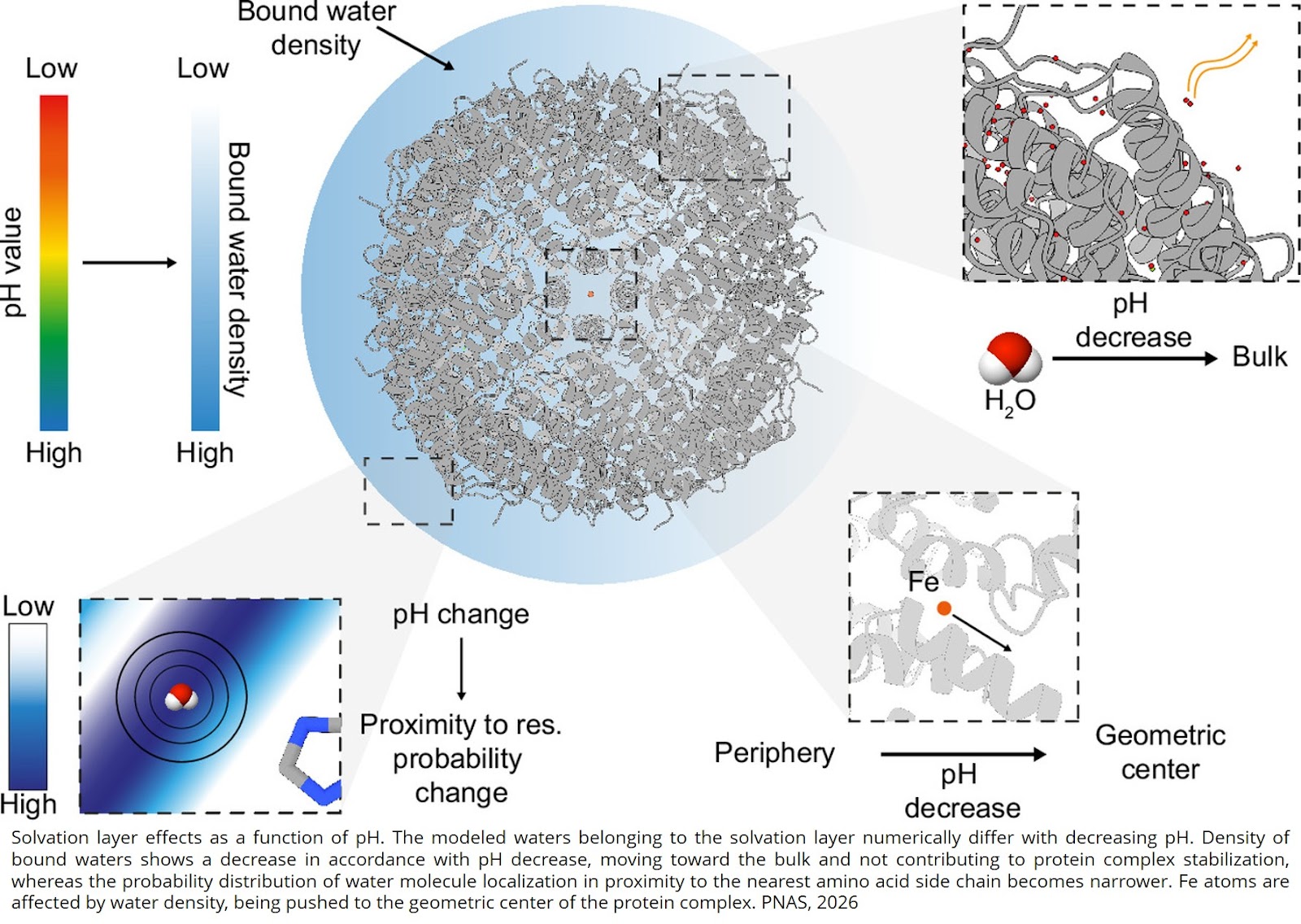 Direct evidence of acid-driven protein desolvation