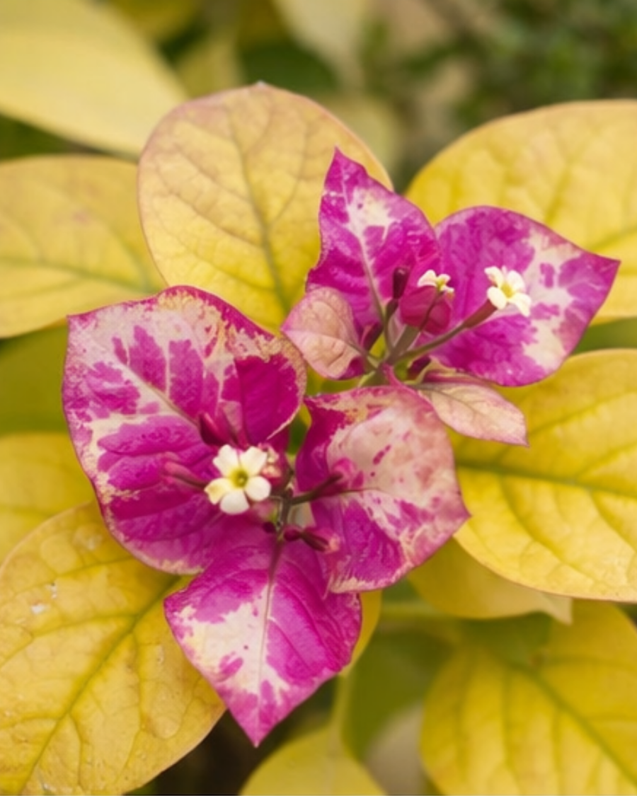Imported Golden Butter Cup Bougainvillea Plant — view 2