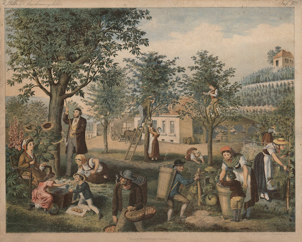 Fruit harvest 1875