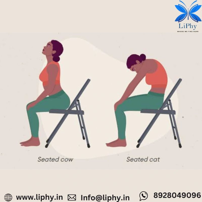 seated cat cow stretch