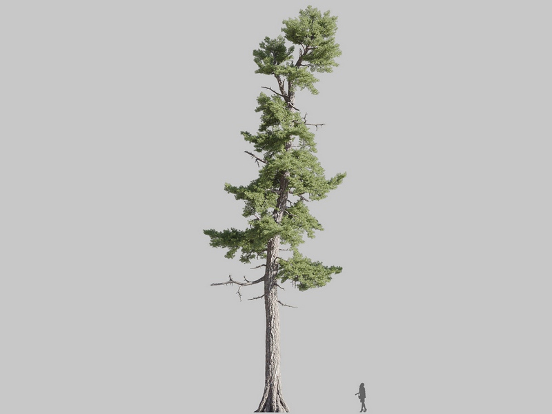Maxtree - Plant Models Vol.126