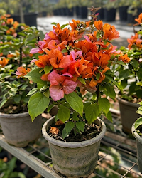 Imported Foxtail Orange Bougainvillea Plant