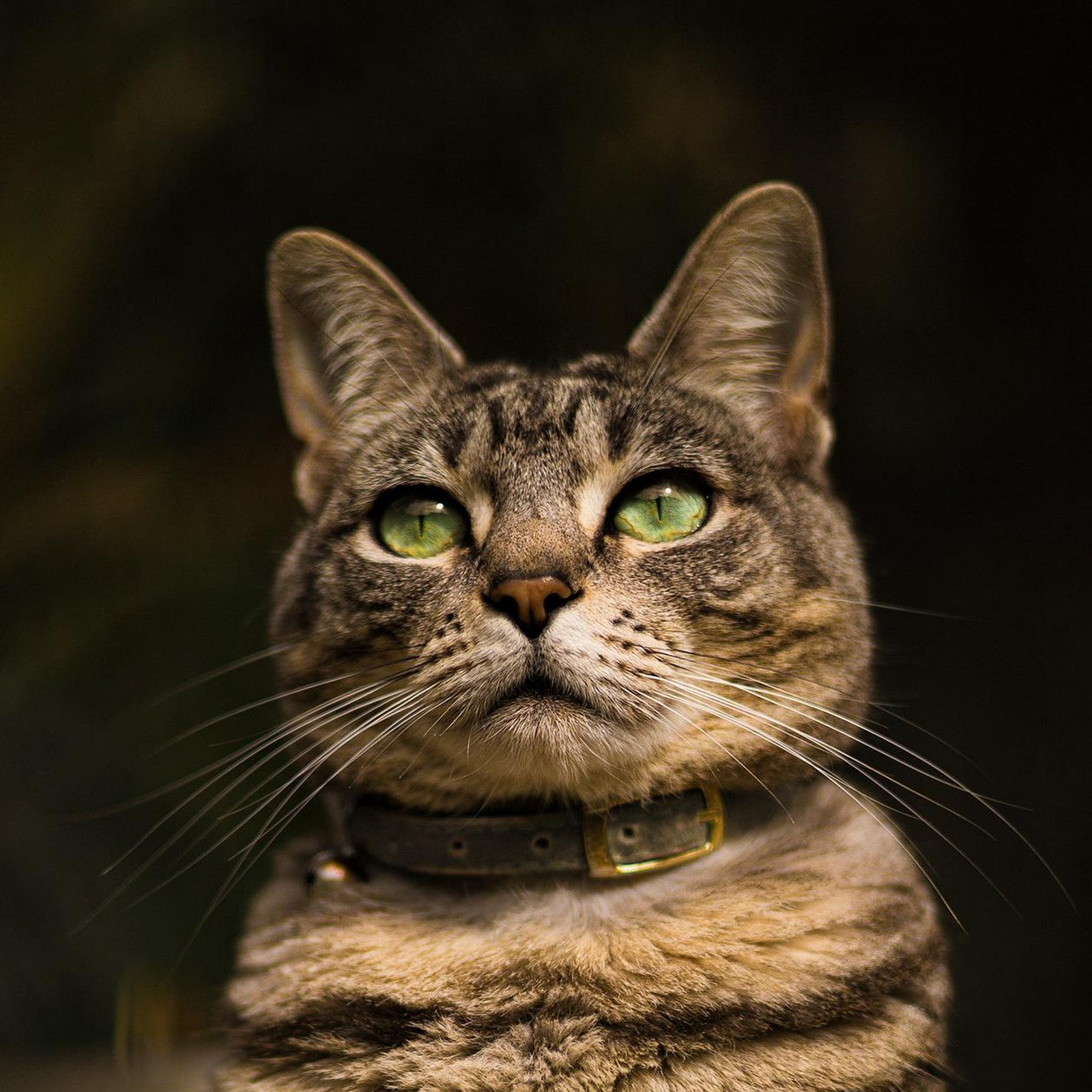 Download Brown Tabby Cat Portrait Full HD iPhone