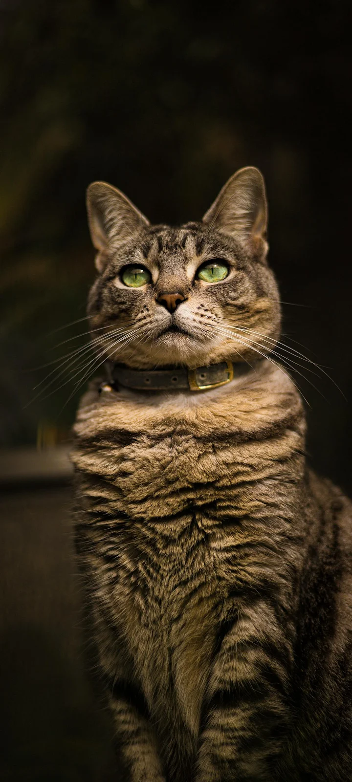 Brown Tabby Cat Portrait - Animal Photography Full HD iPhone Wallpaper (1258x2795)