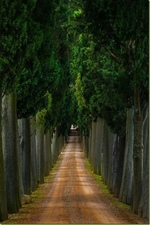 roads i love tree lined