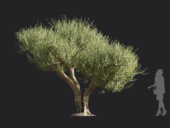 Maxtree - Plant Models Vol.113