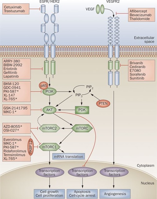 NUCLEOCYTOPLASMIC TRANSPORT INHIBITION AS A POTENTIAL THERAPEUTIC TARGET IN ENDOMETRIAL CANCER