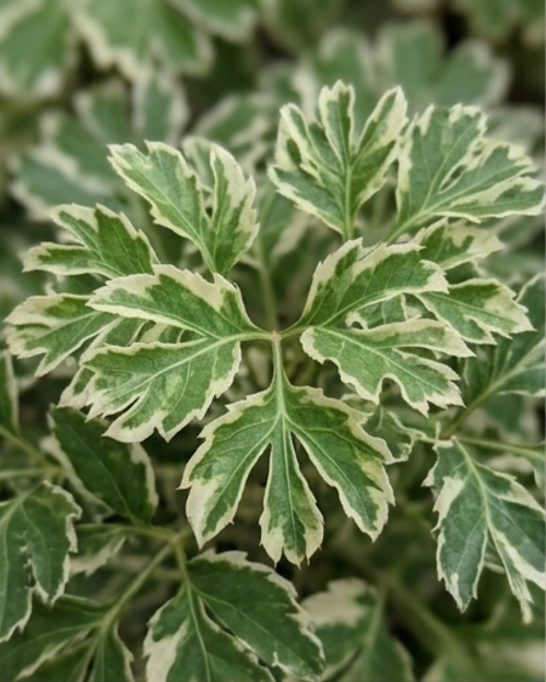 Aralia Variegated Plant