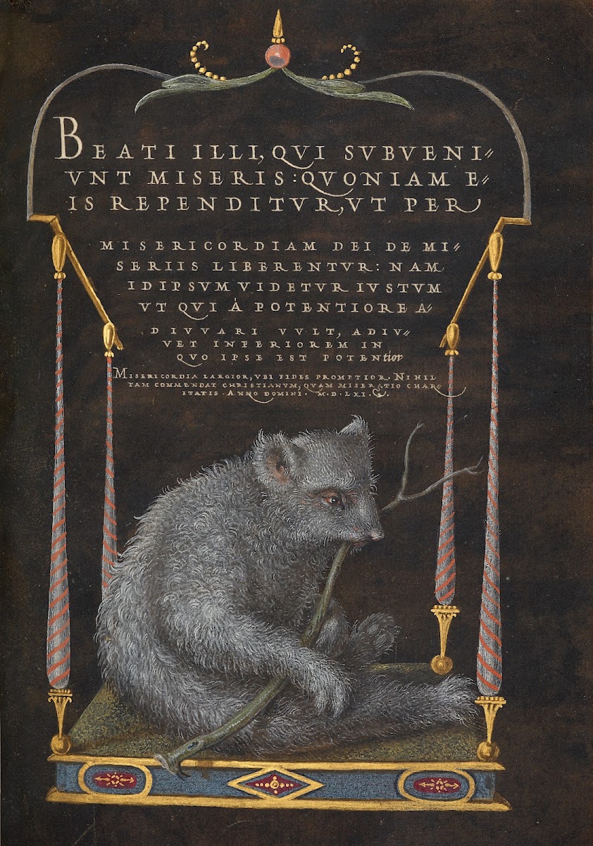 A Sloth 15611596