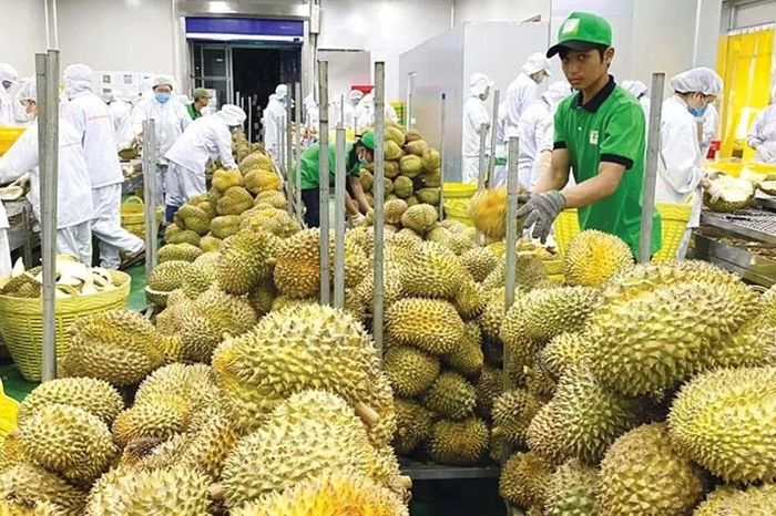 [VIDEO] Xuất khẩu sầu riêng bùng nổ sang Mỹ, Hàn nhưng nỗi lo giá rớt vẫn còn - Báo Tri thức &amp; Cuộc sống