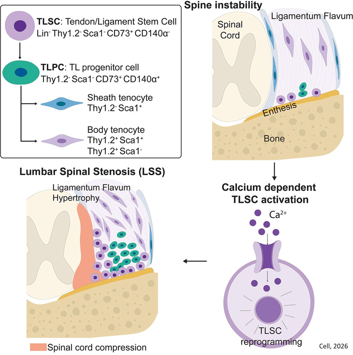 Tendon and ligament stem cell identified!