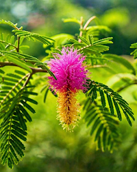 Shami Plant