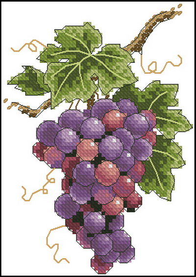 DIM06888 Grapes On Vine