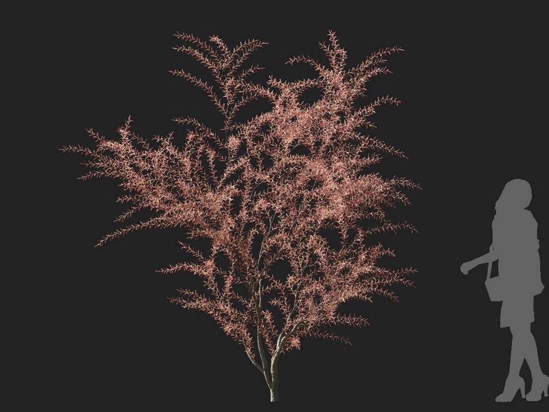 Maxtree - Plant Models Vol.127