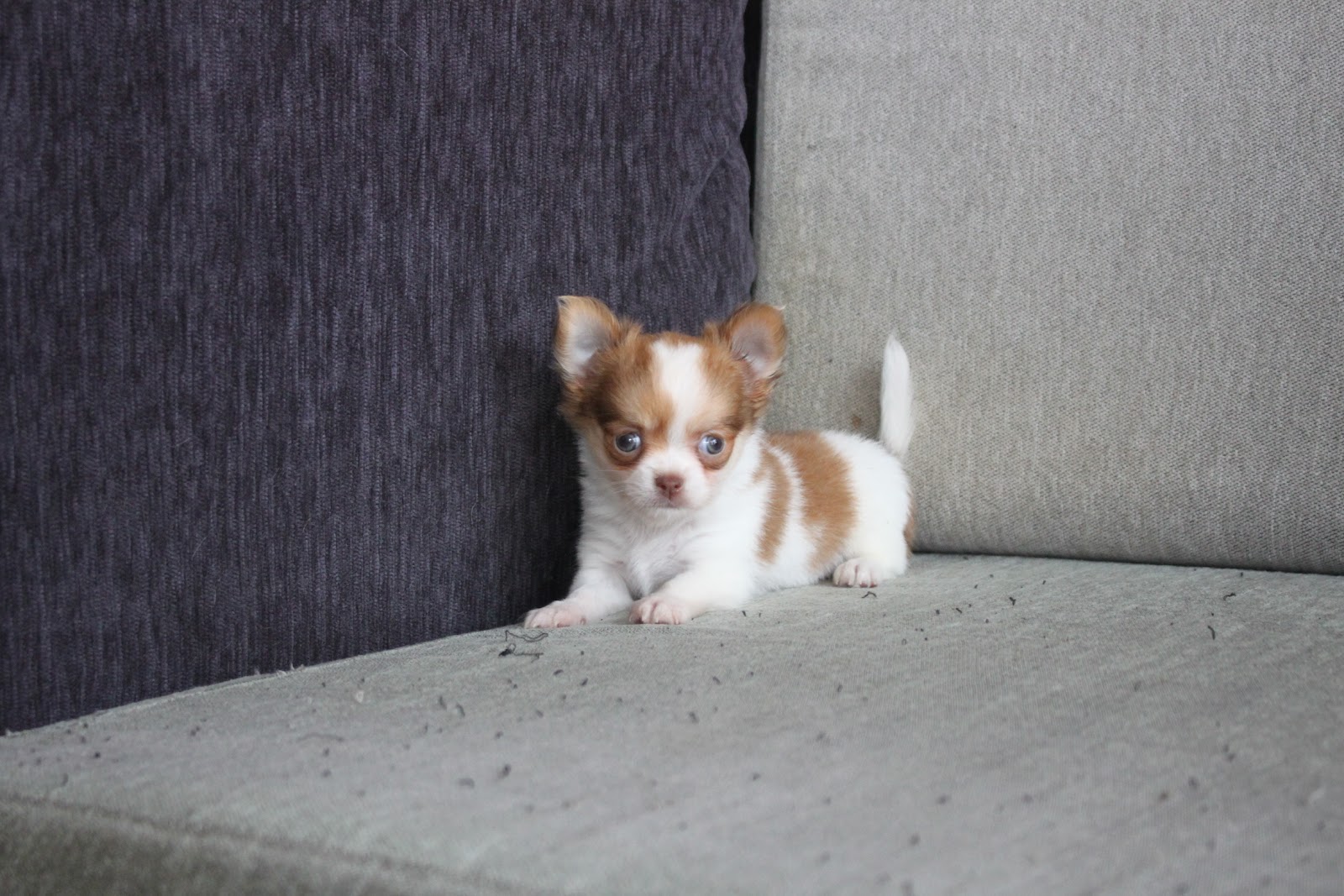 1/4出生 高端優質迷你長毛吉娃娃黃白花妹妹